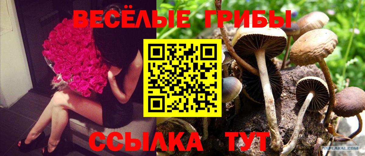 Галлюциногенные грибы Psilocybine cubensis  Вход с VPN  хочу наркоту  Кольчугино 